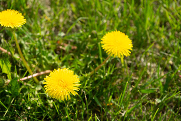 Yellow dandelions on a background of green grass. Flowers bloom in spring.