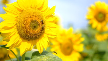 sunflower