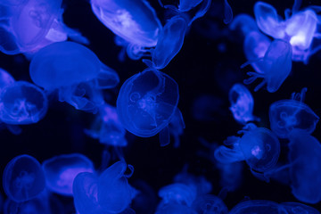 jellyfishes swimming under water in aquarium with blue lighting