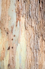 Tree bark texture 