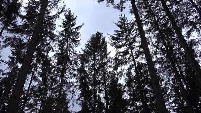 Tall trees in the forest move on a windy cloudy day, view from below the trees.