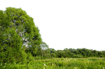 Obraz premium Trees and forest isolated on white. Beautiful summer landscape with forest, bushes and meadow.