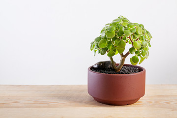 Aichryson laxum green plant in pot