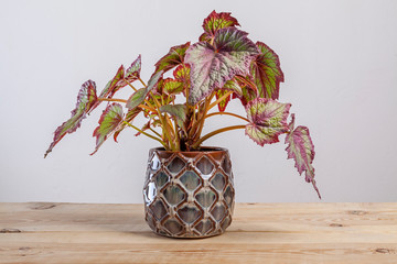 Begonia Fireworks plant in a pot on wooden table.