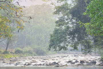 Beautiful view of nature in morning time. Beautiful view of river in forest.