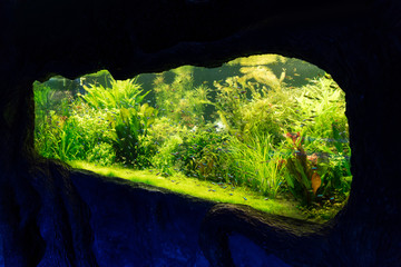 small fishes swimming under water among green seaweed in aquarium