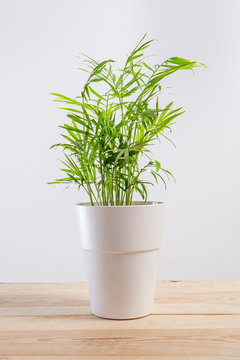 Chamaedorea Elegans, A Potted Plant In A Pot.