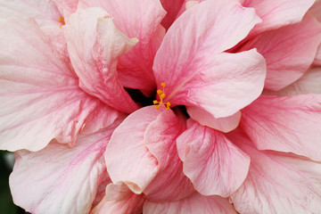 Hibiscus © Stephan von Mikusch