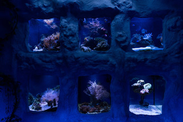 fishes swimming under water in aquariums in oceanarium