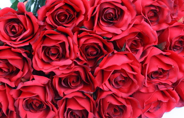 Big bunch of red roses on white background