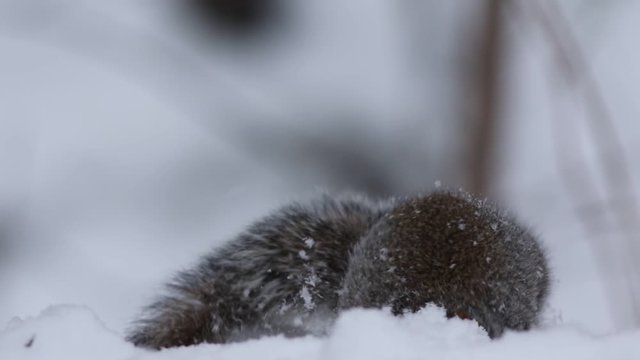 &eacute;cureuil en hiver