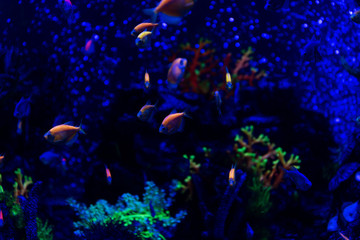 Fototapeta na wymiar fishes swimming under water in aquarium with neon lighting