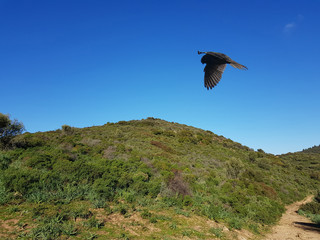 Falco