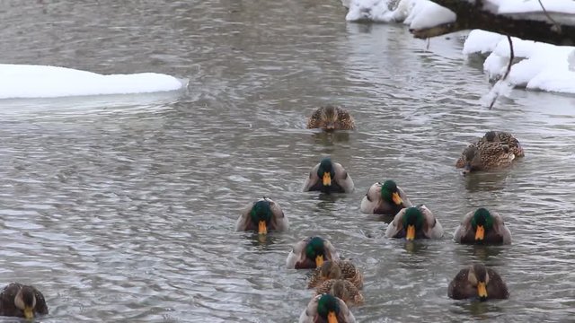 canard colvert