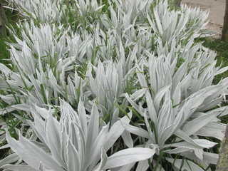 Obraz premium frailejones nevado del ruiz