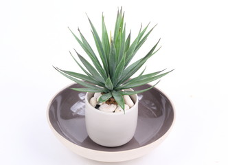 Agave in pot 