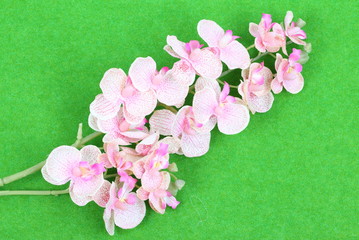 Fototapeta na wymiar Colorful artificial orchid flowers on green background 