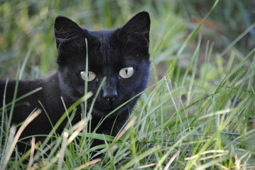 Chat