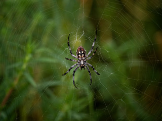 spider