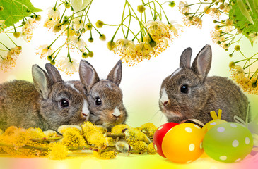 two little rabbits and spring flowering branch