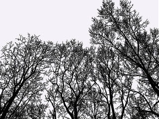 Vector image of deciduous trees silhouettes in winter woodland
