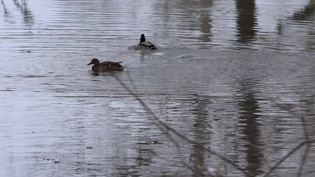 accouplement canards colverts