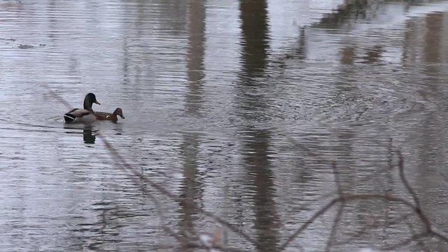 accouplement canards colverts