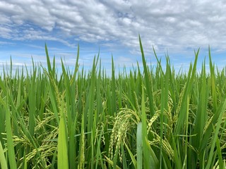 Fototapeta premium Paddy Field