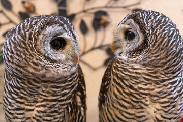 カップルのように見える、仲良しなフクロウ