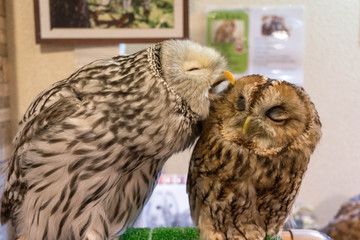カップルのように見える、仲良しなフクロウ