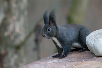European brown squirrel in winter coat on a branch in the forest