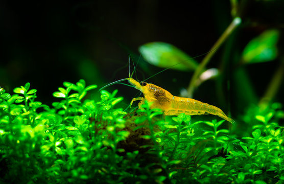 Yellow neocaridina shrimp water pet aquarium home  freshwater
