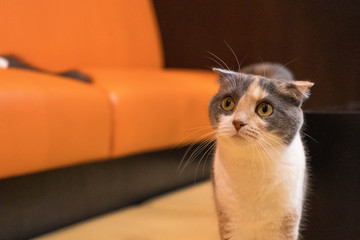 とても悲しい表情をする子猫
