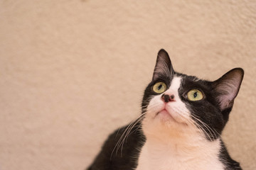 何かを考えているような表情の白黒の子猫_書き込みスペースあり