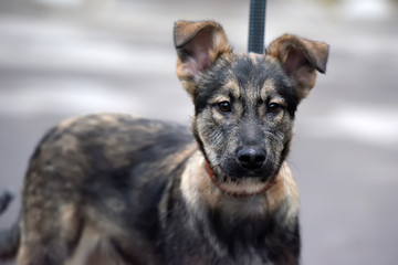 mongrel puppy on a leash for a walk on the street
