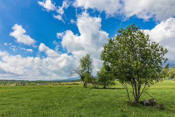 Fototapeta na wymiar Glade with trees against the blue sky with white clouds.
