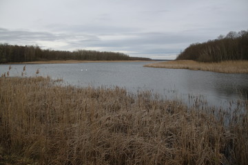 Roseli&egrave;re du lac de madine