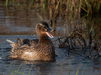 Female mallard duck