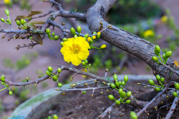Yellow Apricot Flower. The flowers of traditional Vietnamese new year