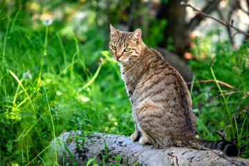 Naklejka na ściany i meble Portrait of beauty wild cat with green eyes in the forest