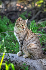 Portrait of beauty wild cat with green eyes in the forest. Vertical view