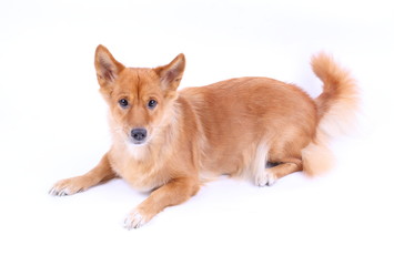 Corgi dog in studio on the white background 