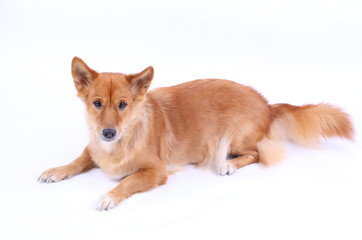 Corgi dog in studio on the white background 