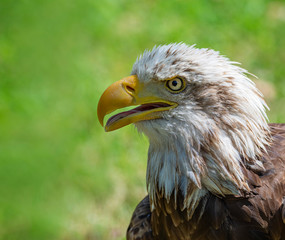 Portrait of american eagle with green
 background