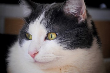 Chat