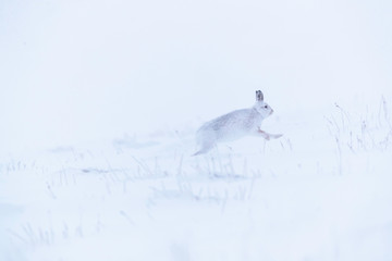 wintering mountain hare