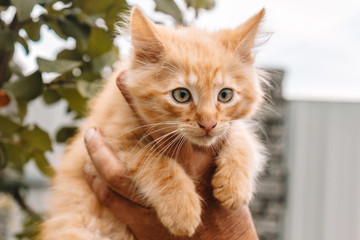 Red Small fluffy kitten from the yard on the background of greenery in the hands. The cat is looking at the camera. Space for text - medicine, pet, animals, vaccination and allergy concept.