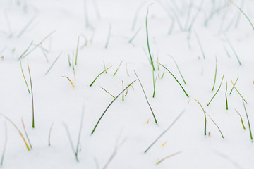 Grass sprouts stick out from under the snow