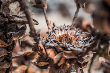 Burned Protea