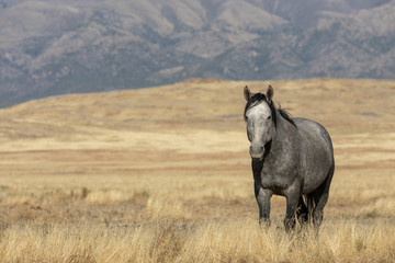 Wild Horse in Autumn in the Utah desert